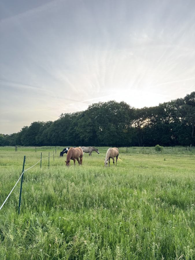 Paarden die grazen in het hoge gras van een zonnige wei