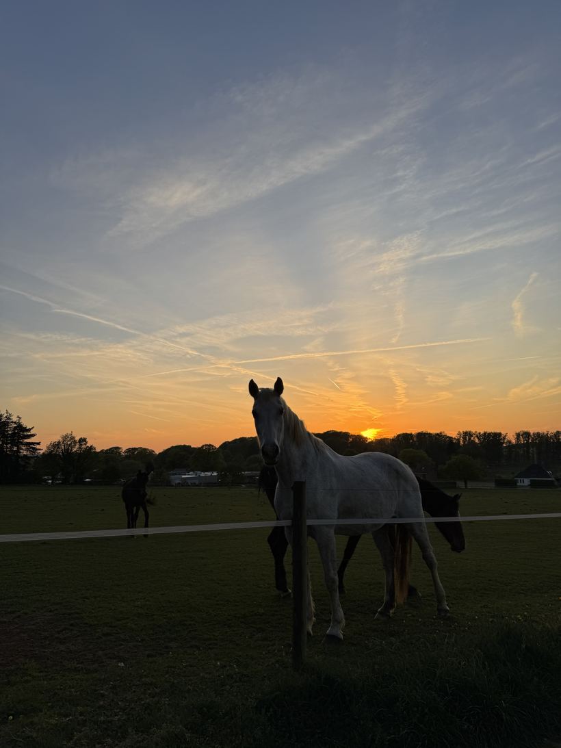 Een schimmel en een donker paard aan de omheining van de wei bij zonsondergang